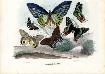 Sommerfugle, 1863-79